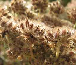 Ames_26383_12ncab01_SD_SD_XX_2017-09-08_05.jpg