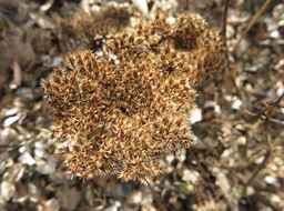 Ames_26383_12ncab01_SD_SD_XX_2017-09-08_07.jpg