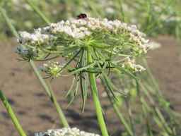 Ames_26386_01ncao01_SD_PL_UM_2011-07-08_03.jpg