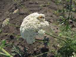 Ames_26386_01ncao01_SD_PL_UM_2011-07-08_04.jpg