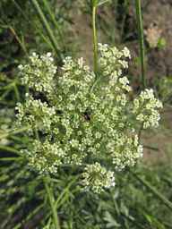 Ames_26386_01ncao01_SD_PL_UM_2011-07-08_07.jpg