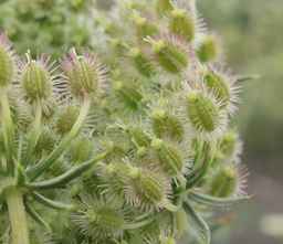 Ames_26386_01ncao01_SD_PL_UM_2011-07-21_02.jpg