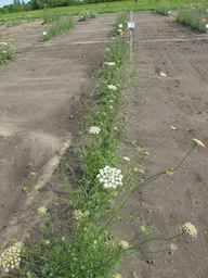Ames_26386_01ncao01_SD_PL_XX_2011-06-24_02.jpg