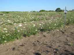 Ames_26386_01ncao01_SD_PL_XX_2011-07-08_03.jpg