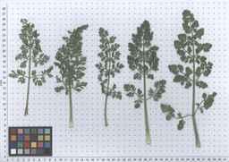 Ames_26387_01ncao01_SD_PL_LV_2011-06-07_01.jpg