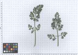 Ames_26387_01ncao01_SD_PL_LV_2011-06-07_03.jpg