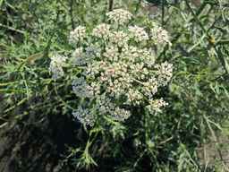 Ames_26387_01ncao01_SD_PL_UM_2011-06-28_01.jpg