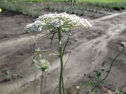 Ames_26387_01ncao01_SD_PL_UM_2011-06-28_09.jpg
