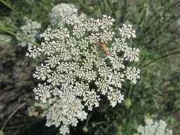 Ames_26387_01ncao01_SD_PL_UM_2011-07-08_01.jpg