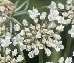 Ames_26387_01ncao01_SD_PL_UM_2011-07-08_04.jpg