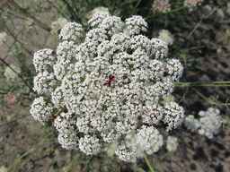 Ames_26387_01ncao01_SD_PL_UM_2011-07-08_06.jpg