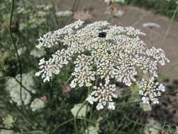 Ames_26387_01ncao01_SD_PL_UM_2011-07-08_07.jpg