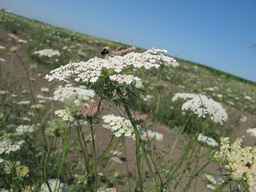 Ames_26387_01ncao01_SD_PL_UM_2011-07-08_09.jpg