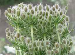 Ames_26387_01ncao01_SD_PL_UM_2011-07-12_02.jpg