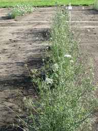Ames_26387_01ncao01_SD_PL_XX_2011-06-28_02.jpg