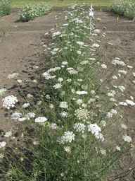 Ames_26387_01ncao01_SD_PL_XX_2011-07-08_02.jpg