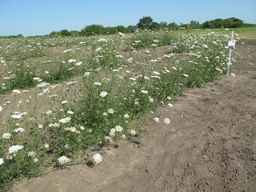 Ames_26387_01ncao01_SD_PL_XX_2011-07-08_03.jpg