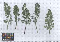 Ames_26388_01ncao01_SD_PL_LV_2011-06-06_02.jpg