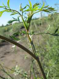 Ames_26388_01ncao01_SD_PL_LV_2011-06-28_01.jpg