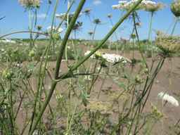 Ames_26388_01ncao01_SD_PL_LV_2011-07-08_01.jpg