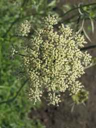 Ames_26388_01ncao01_SD_PL_UM_2011-06-28_04.jpg
