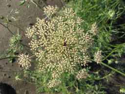 Ames_26388_01ncao01_SD_PL_UM_2011-06-28_08.jpg