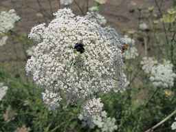Ames_26388_01ncao01_SD_PL_UM_2011-07-08_03.jpg