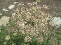 Ames_26388_01ncao01_SD_PL_UM_2011-07-08_06.jpg