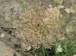 Ames_26388_01ncao01_SD_PL_UM_2011-07-08_09.jpg