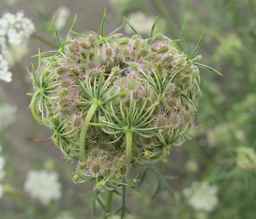Ames_26388_01ncao01_SD_PL_UM_2011-07-12_02.jpg