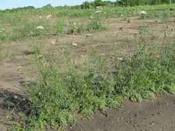 Ames_26388_01ncao01_SD_PL_XX_2011-06-28_04.jpg