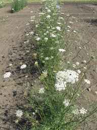 Ames_26388_01ncao01_SD_PL_XX_2011-07-08_02.jpg
