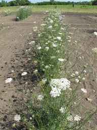 Ames_26388_01ncao01_SD_PL_XX_2011-07-08_03.jpg