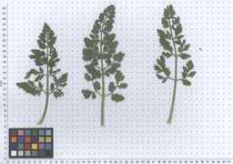 Ames_26393_01ncao01_SD_PL_LV_2011-06-03_03.jpg