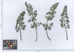 Ames_26393_01ncao01_SD_PL_LV_2013-06-06_02.jpg