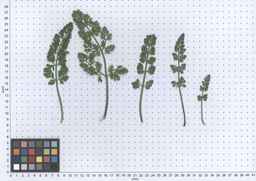 Ames_26393_01ncao01_SD_PL_LV_2013-06-06_03.jpg