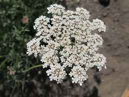 Ames_26393_01ncao01_SD_PL_UM_2011-07-08_01.jpg