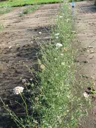 Ames_26393_01ncao01_SD_PL_XX_2011-06-28_02.jpg