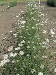 Ames_26393_01ncao01_SD_PL_XX_2011-07-08_02.jpg