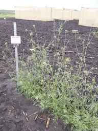 Ames_26393_01ncao01_SD_PL_XX_2013-06-25_01.jpg
