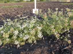 Ames_29090_12ncai01_SD_PL_XX_2013-07-01_02.jpg