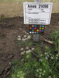Ames_29096_08ncai01_SD_PL_XX_2013-07-29_04.jpg