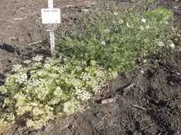 Ames_29109_08ncai01_SD_PL_XX_2013-07-01_01.jpg