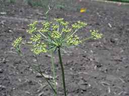 Ames_30198_09ncao01_SD_PL_UM_2010-07-15_06.jpg