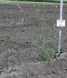 Ames_30198_09ncao01_SD_PL_XX_2010-07-13_01.jpg