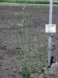 Ames_30198_09ncao01_SD_PL_XX_2010-07-13_02.jpg