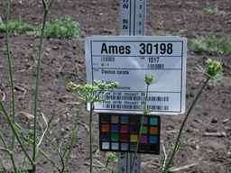 Ames_30198_09ncao01_SD_PL_XX_2010-07-13_03.jpg
