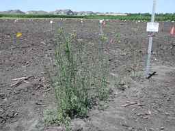 Ames_30198_09ncao01_SD_PL_XX_2010-07-15_03.jpg