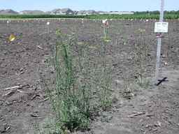 Ames_30198_09ncao01_SD_PL_XX_2010-07-15_04.jpg