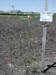 Ames_30198_09ncao01_SD_PL_XX_2010-07-15_05.jpg